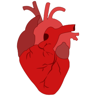 heart